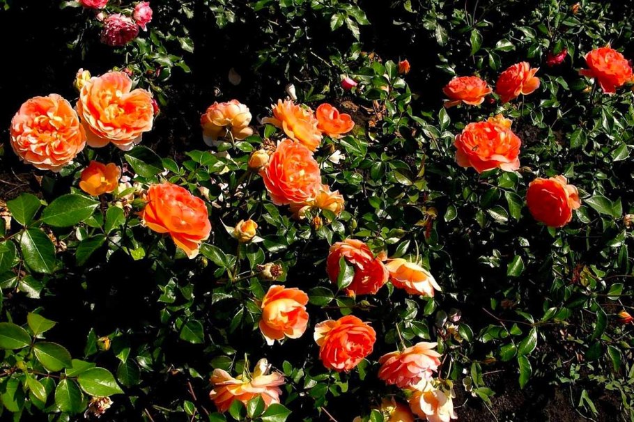 Роза леди оф шалот