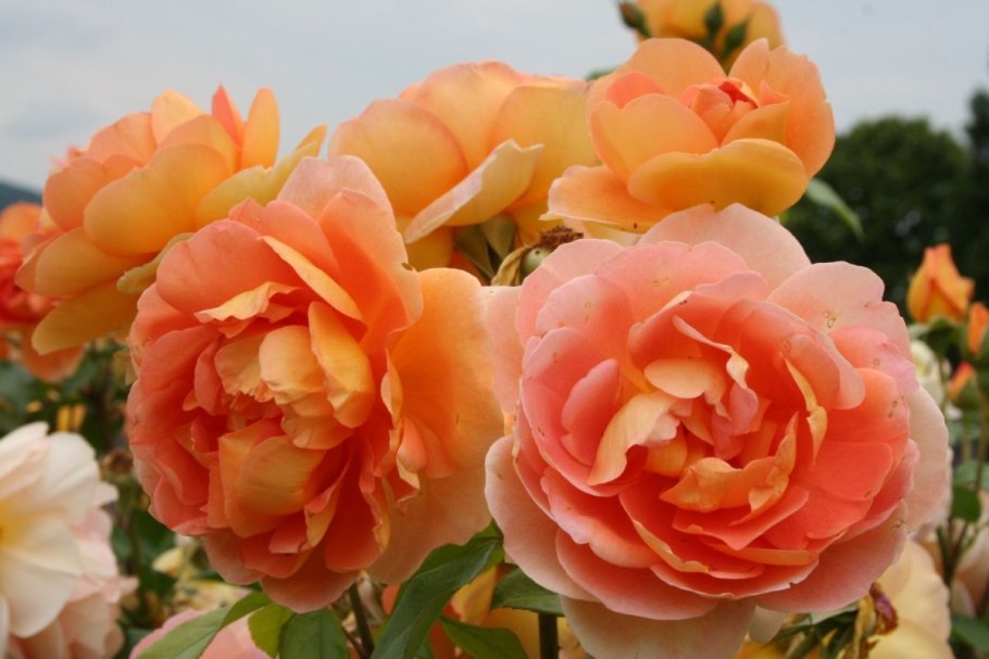 Роза шраб ПЭТ Остин