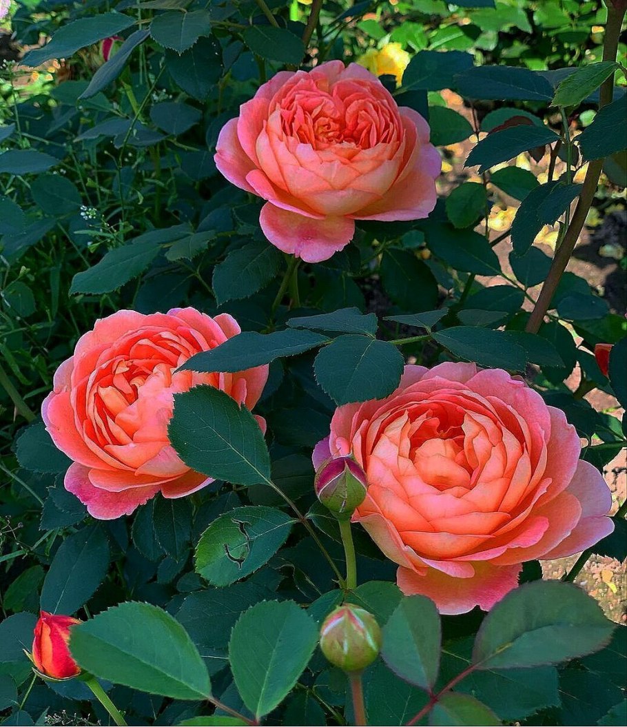 Роза ПАТ аустин