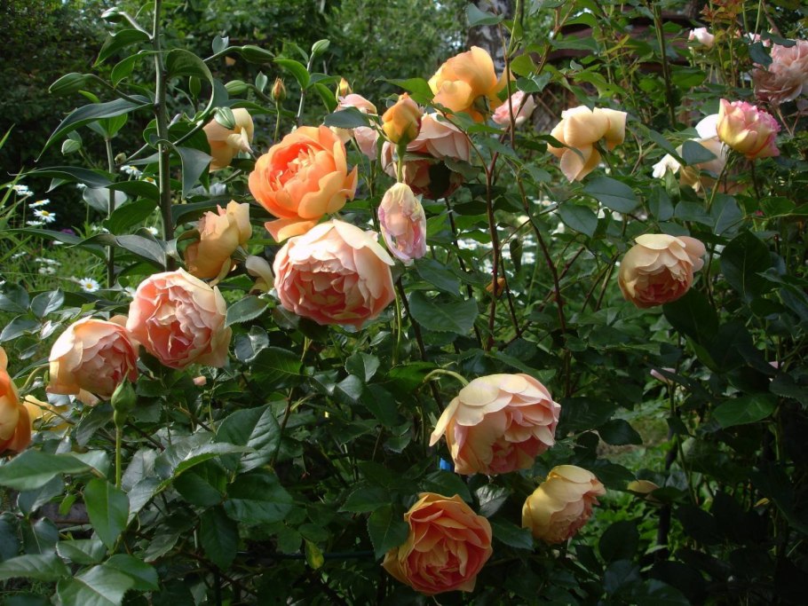 Роза Pat Austin (Ausmum) ПЭТ Остин