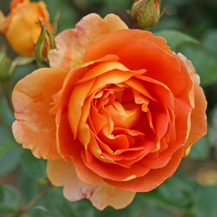 Роза шраб ПЭТ Остин