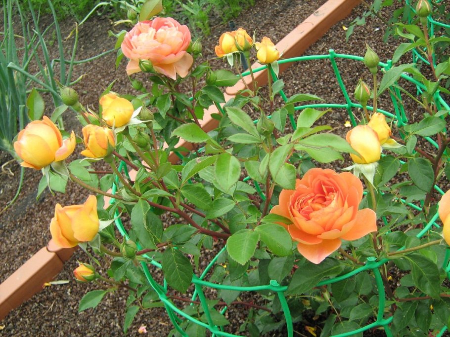 Роза Дэвида Остина ПЭТ Остин