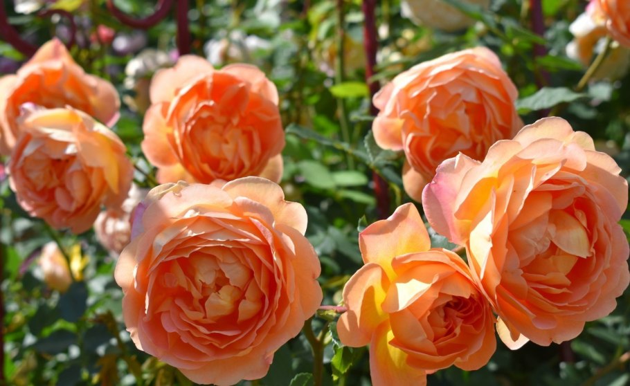 Куст розы ПЭТ Остин