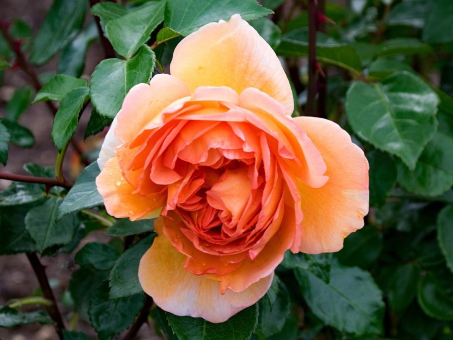 Розы Остина ПЭТ Остин