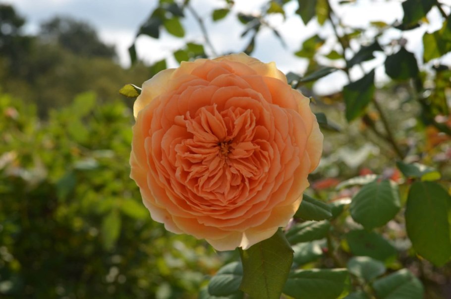 Роза Pat Austin (ПЭТ Остин)