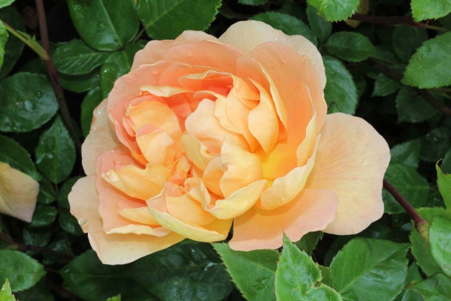 Роза английская ПЭТ Остин (Pat Austin)