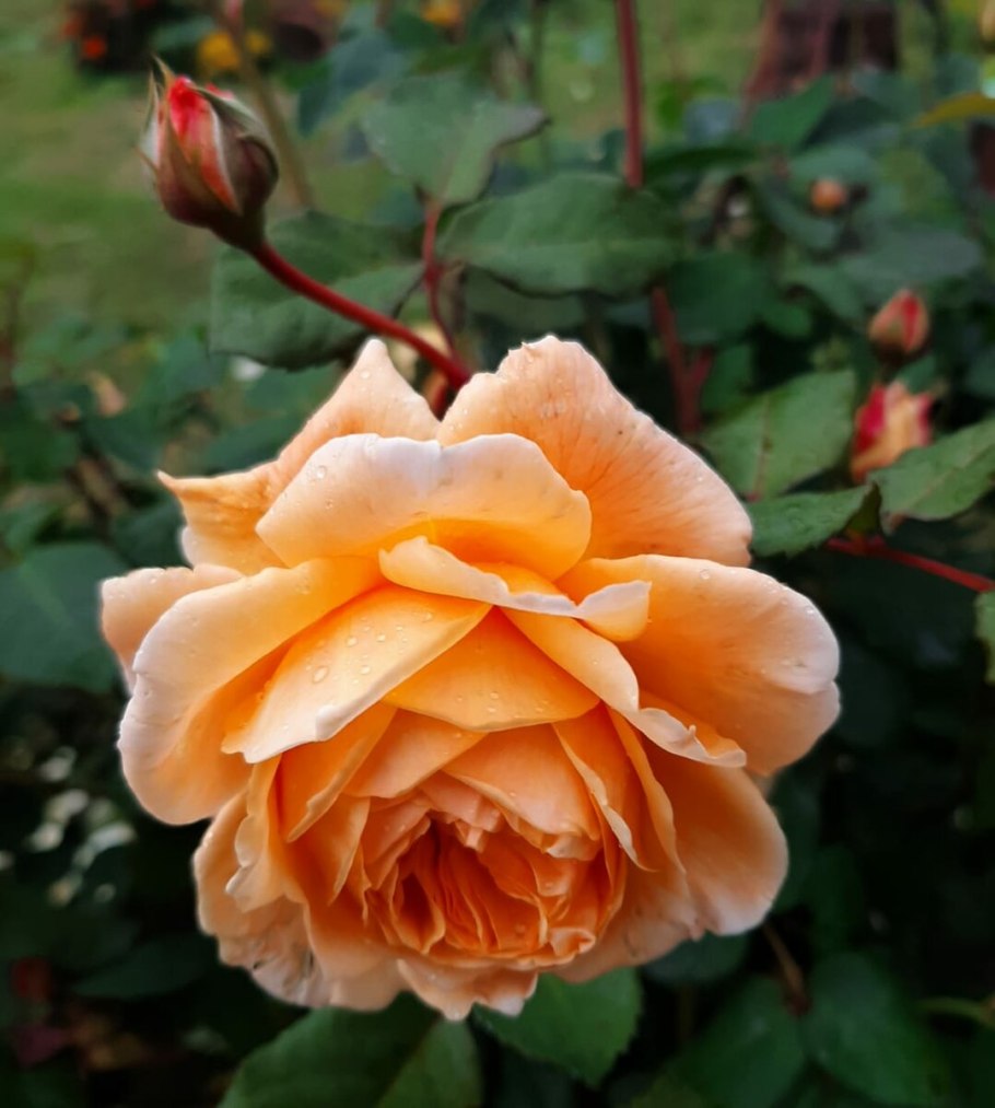 Pat Austin (ПЭТ Остин) на штамбе