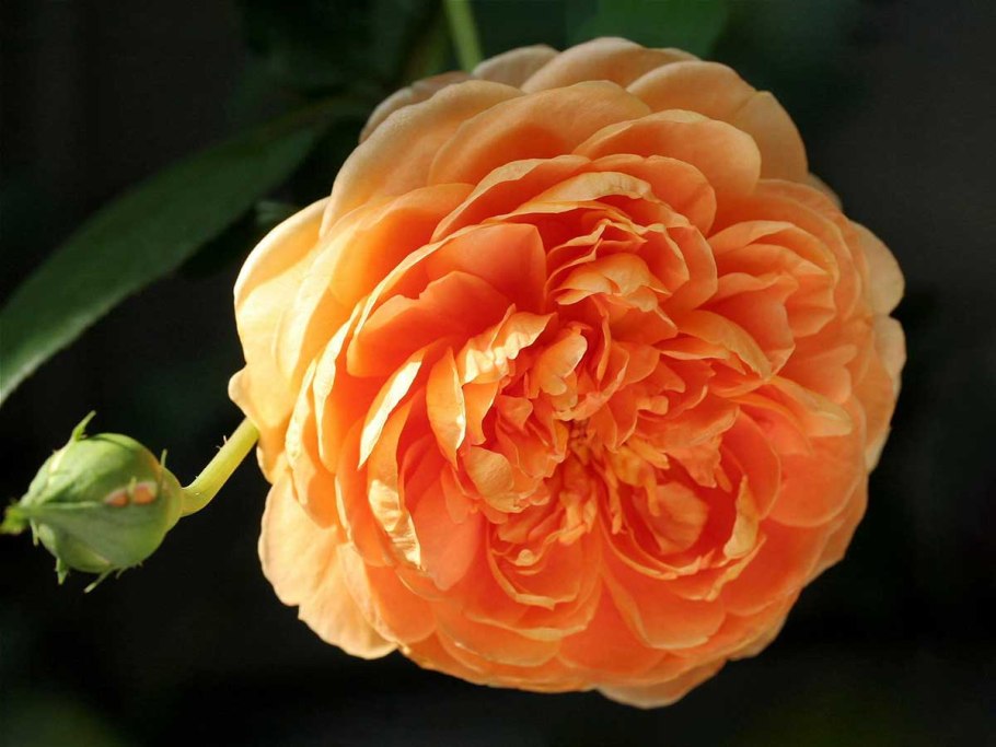 ПЭТ Остин (Pat Austin)