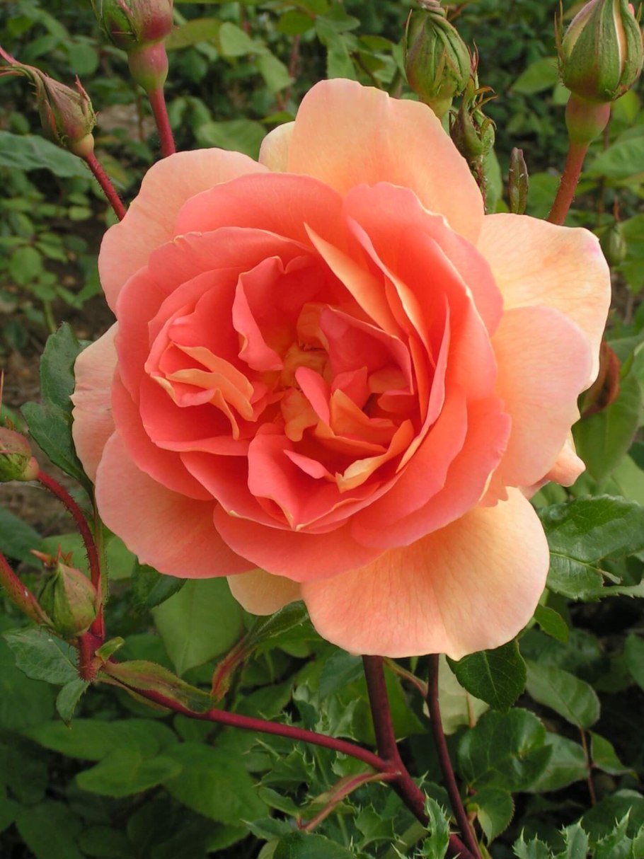 Роза ПЭТ Остин энциклопедия роз