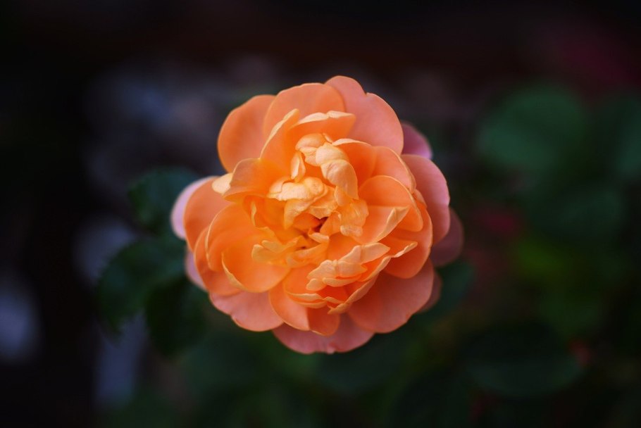 Роза ПЭТ Остин фото и описание