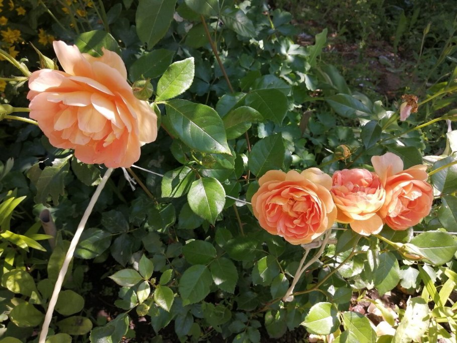 Роза шраб ПЭТ Остин