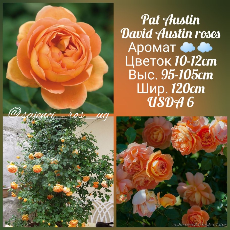 ПЭТ Остин (Pat Austin)