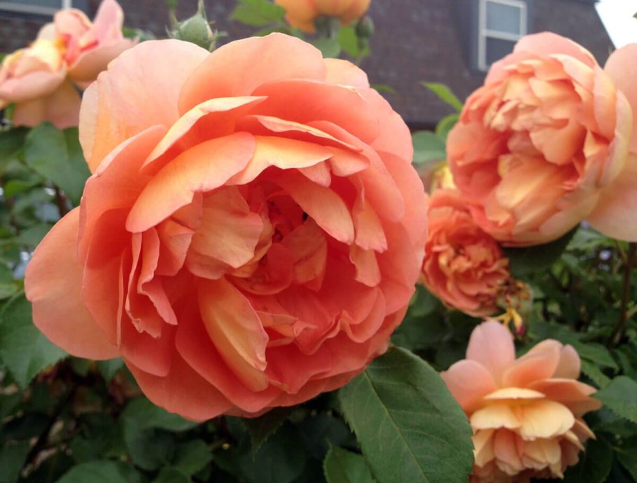 Роза Парковая английская ПЭТ Остин