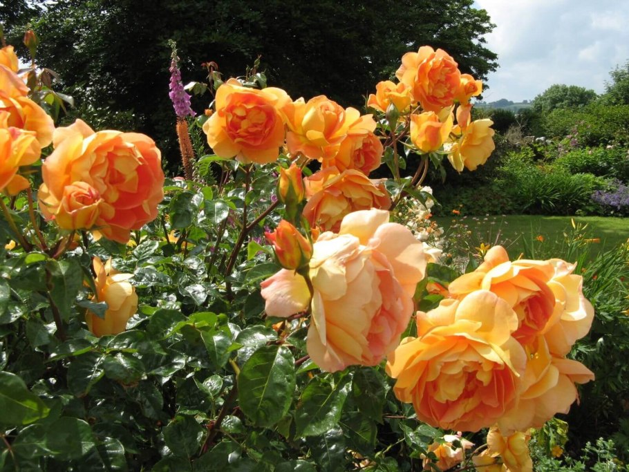 Роза Pat Austin (ПЭТ Остин)