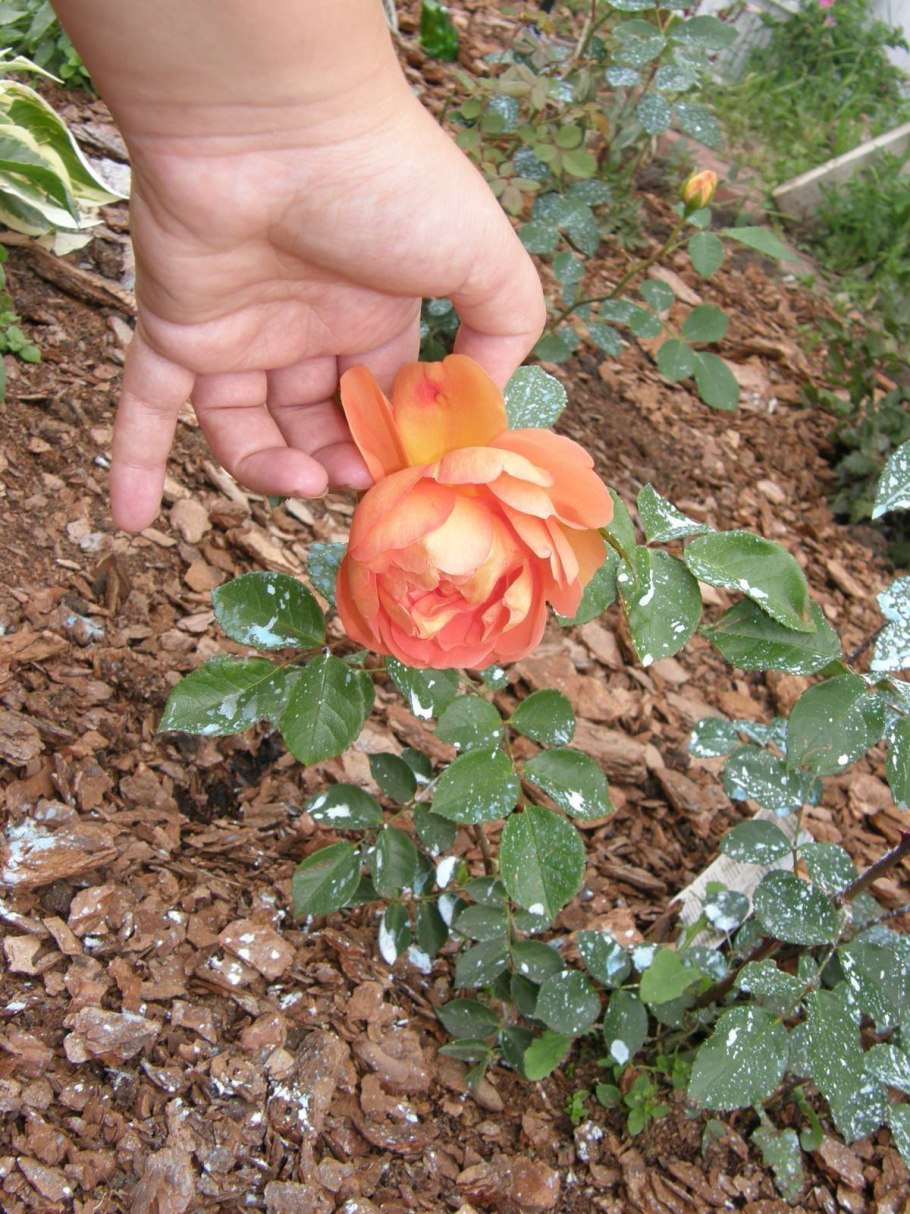 Роза эмма гамильтон