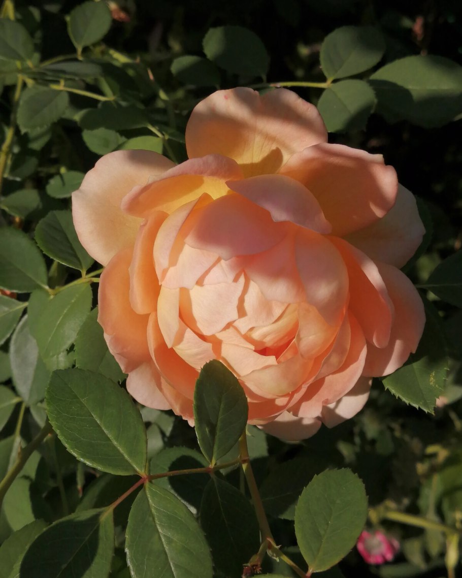 Роза английская ПЭТ Остин