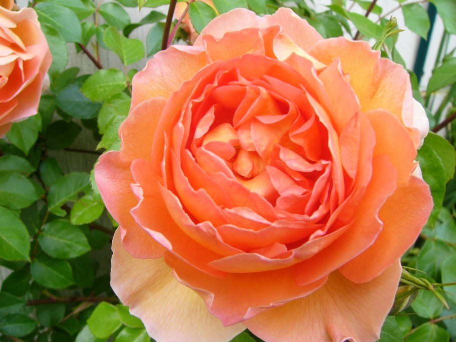 Роза Дэвида Остина ПЭТ Остин