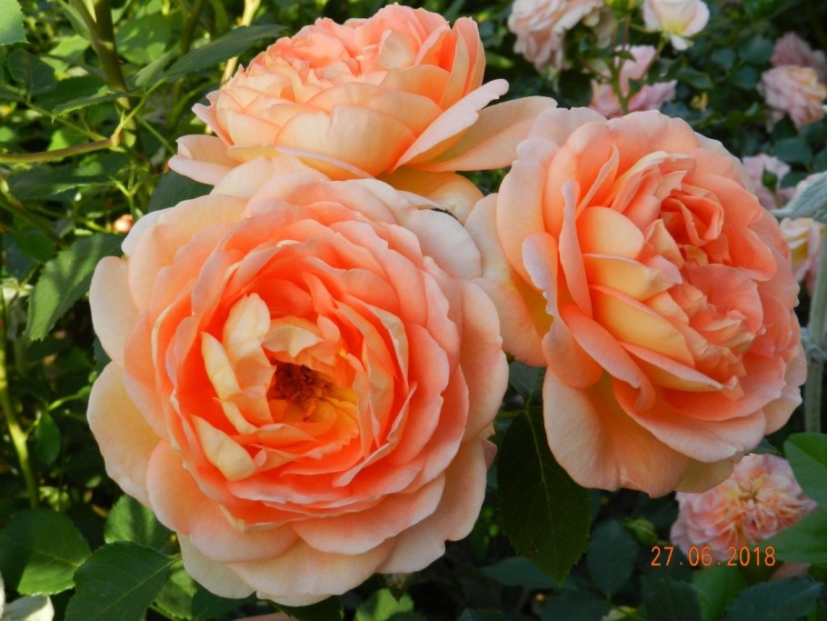 Розы Остина ПЭТ Остин