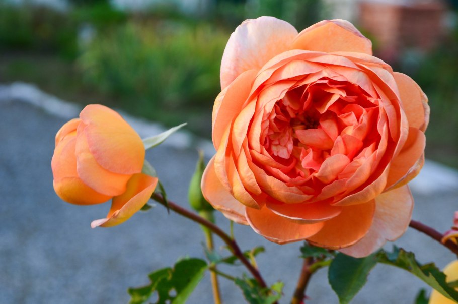 ПЭТ Остин (Pat Austin)