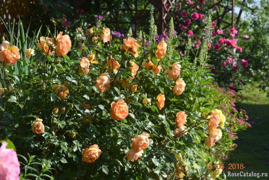 ПЭТ Остин (Pat Austin)