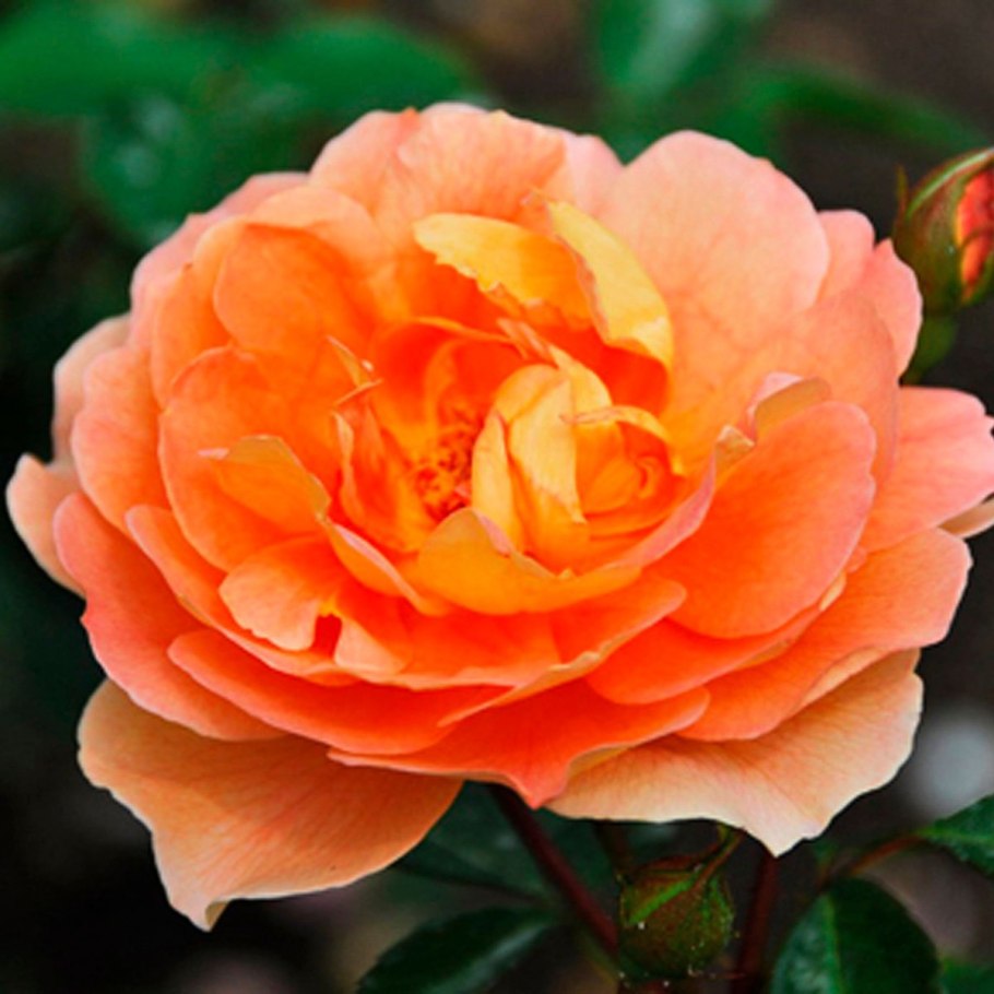 Пэт остин (pat austin)