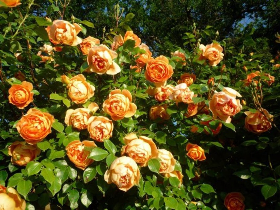 Роза Чарльз Альбанель