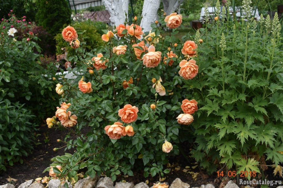 Роза Pat Austin (ПЭТ Остин)