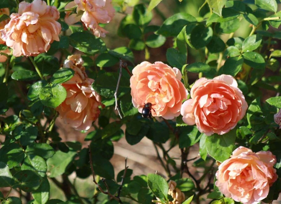 Роза английская ПЭТ Остин