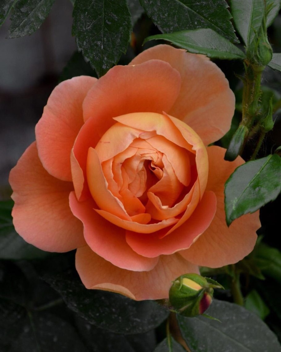 Роза Шато де Вертуа