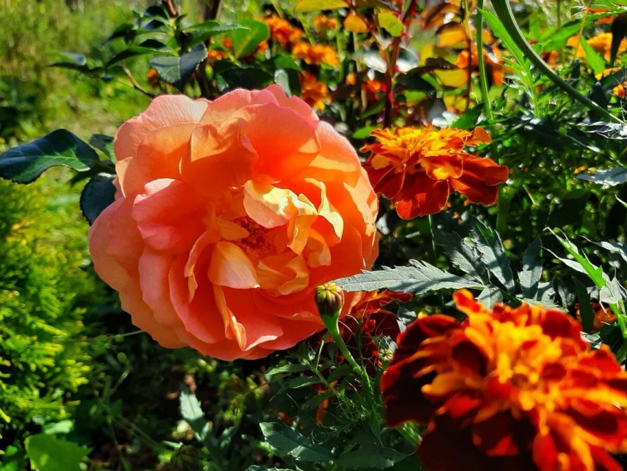 Роза английская ПЭТ Остин (Pat Austin)