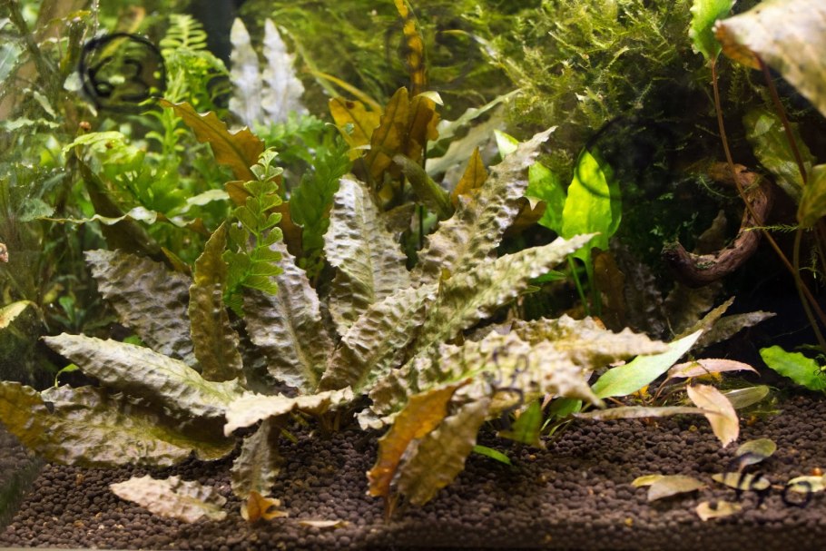 Крипта Вендта Браун