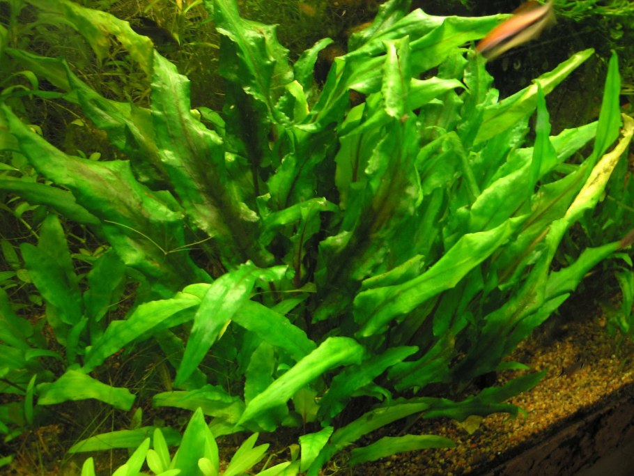 Криптокорина аквариумное растение