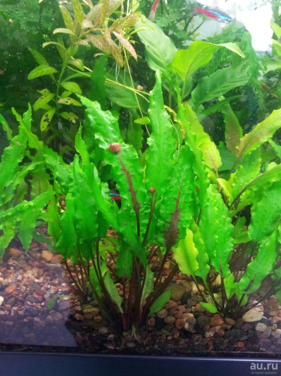 Криптокарина вкндетта