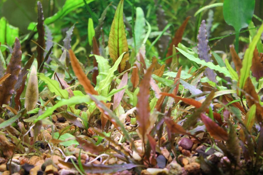 Криптокорина Вендта Нана