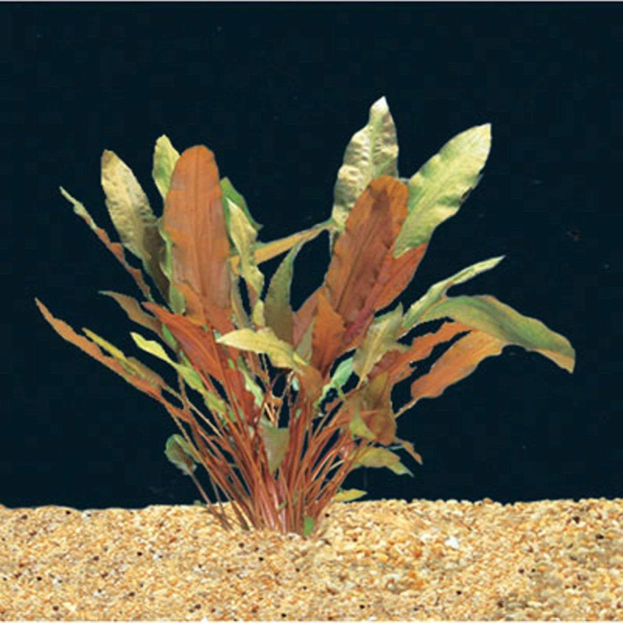 Криптокорина Флорида Сансет