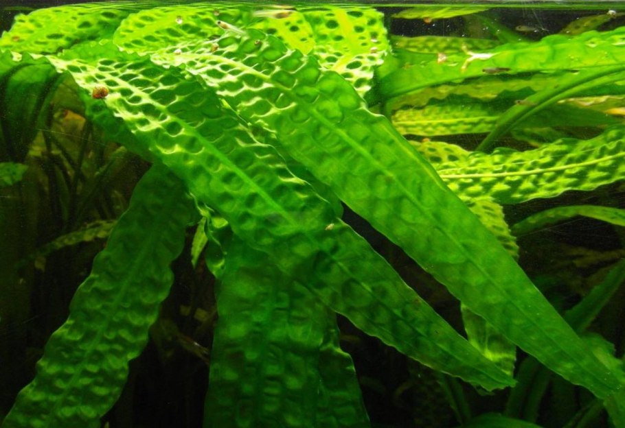 Криптокорина иволистная