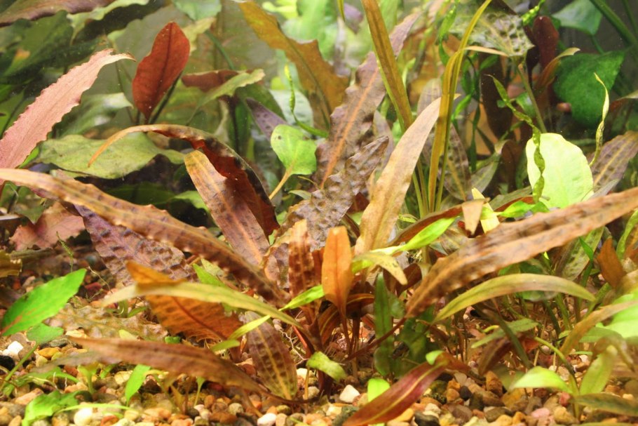 Криптокорина Вендта аффинис