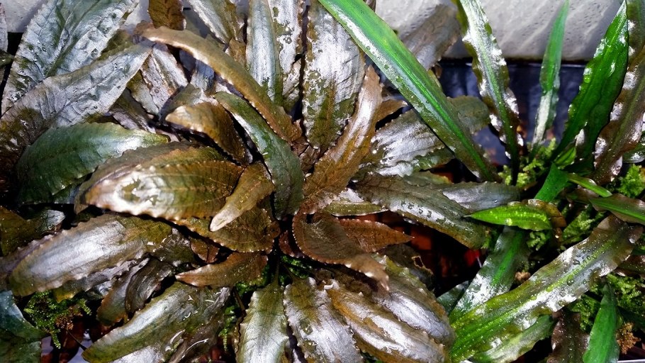 Криптокорина Вендта Браун