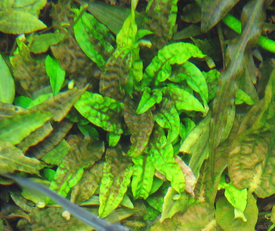 Криптокорина желтая lutea