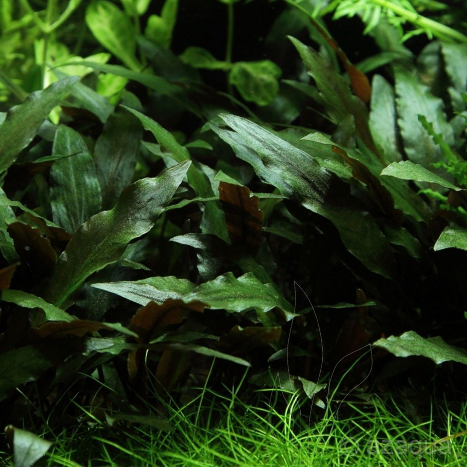 Cryptocoryne Petchii