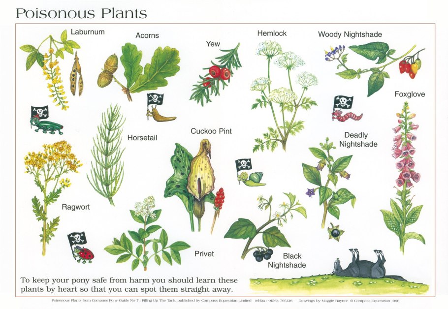 Растение болиголов пятнистый