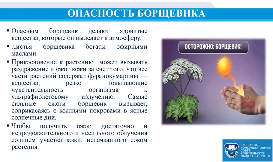 Красавка белладонна