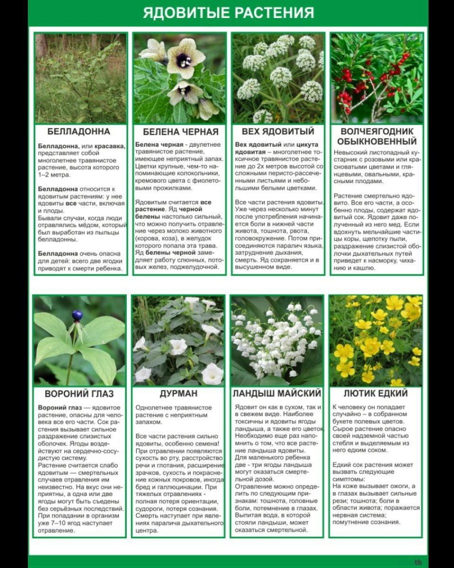 Распространенные ядовитые растения в России