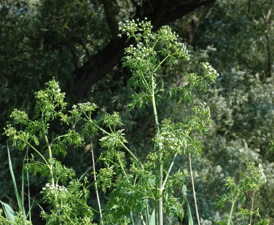 Борщевик Сосновского