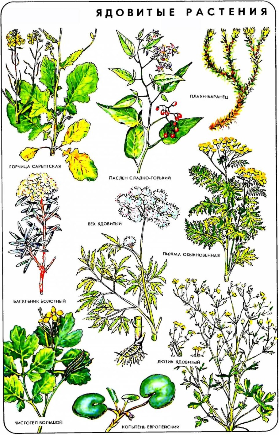 Вороний глаз цветет