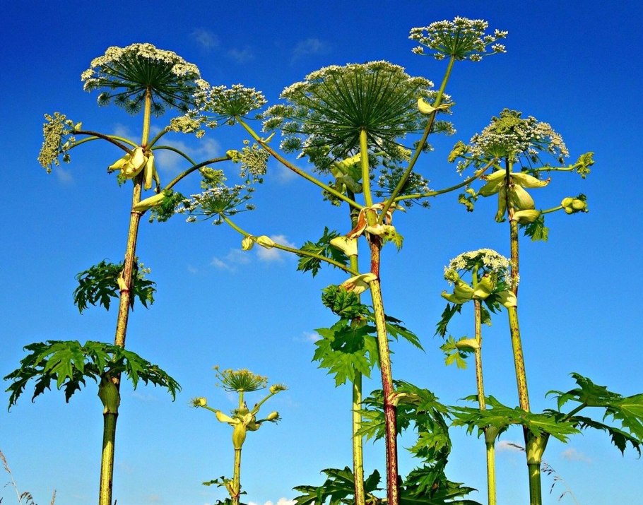 Энциклопедия ядовитых растений