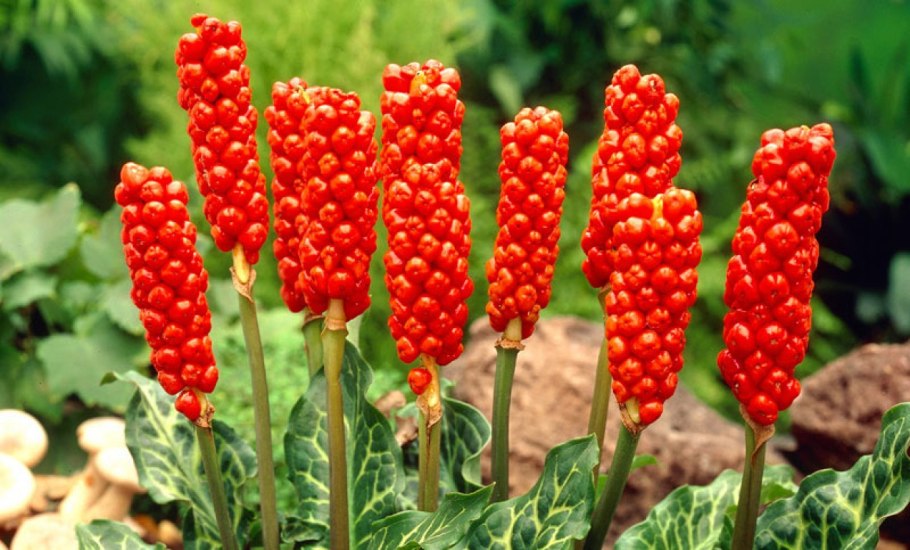 Paris quadrifolia l. Вороний глаз четырёхлистный