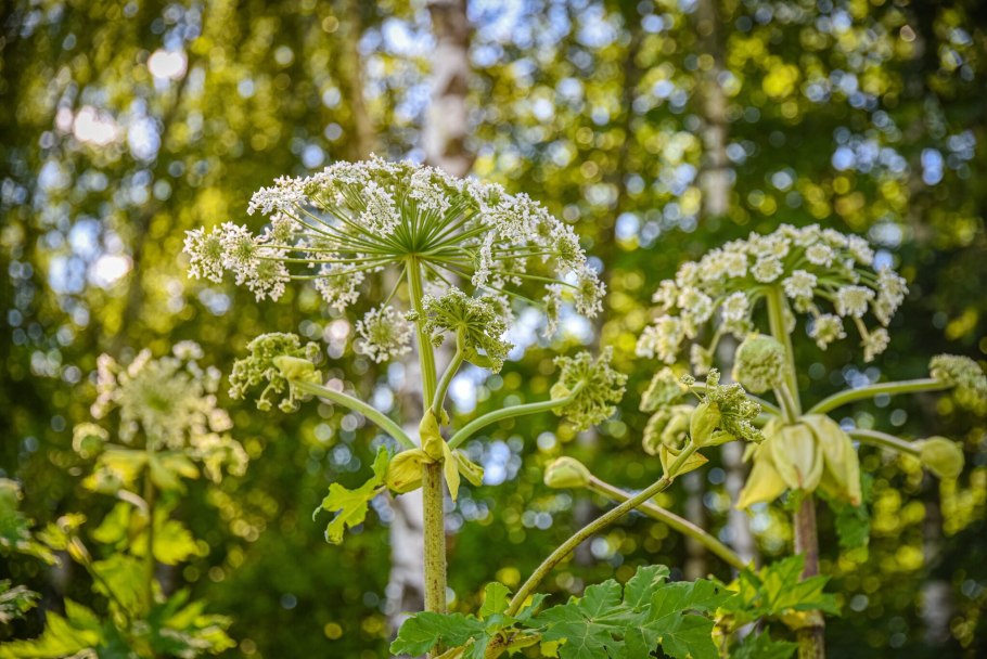 Вороний глаз описание