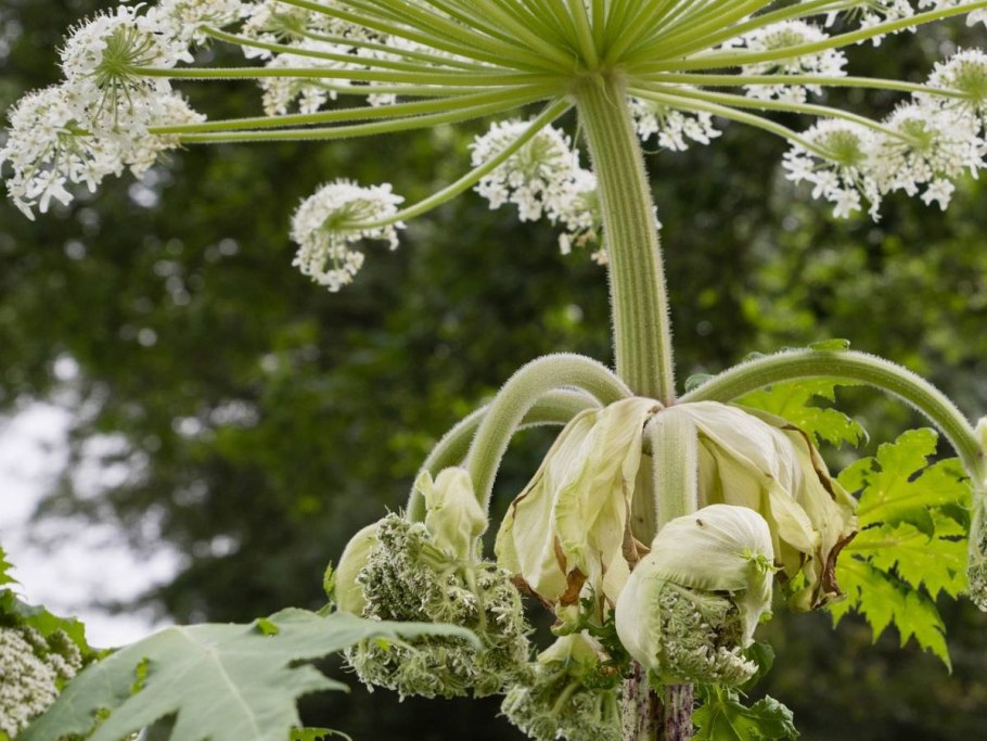 Борщевик Сосновского пожухший