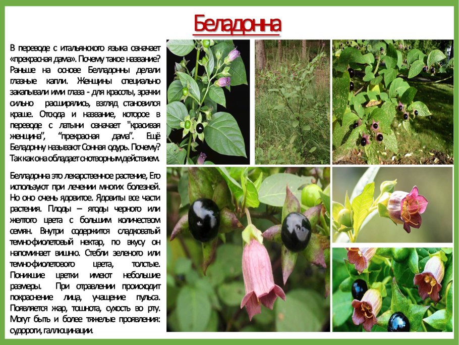 Смертельно ядовитые цветы